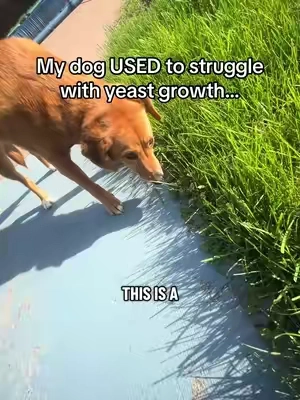 I’m so happy that my dog can finally live her life without being irritated all the time 🥹❤️ #dogguthealth #dogprobiotic #turkeytailfordogs #dogitching #doglicking 