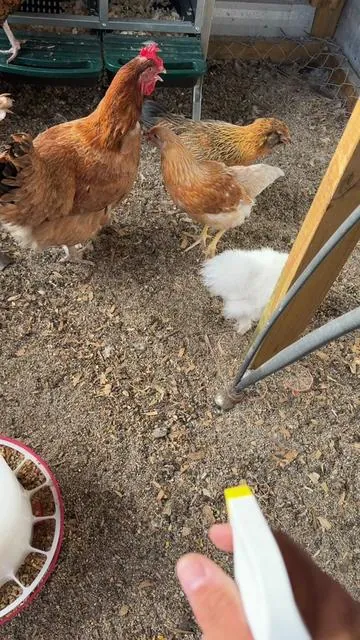 #gallinas #gallo #finca #rancho 