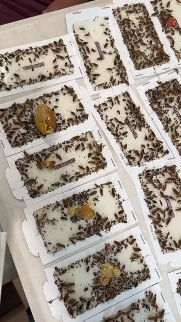 #stiky #cucaracha #pegamento #catchmaster #araña 