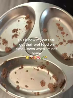 Looking for a way to feed your cat wet food while you’re at work, traveling, or away overnight? The PETLIBRO Polar refrigerated automatic cat feeder has been a game changer for my cats. 🐱Unlike traditional automatic feeders, this one keeps wet food refrigerated until mealtime and automatically serves meals on schedule, helping keep wet food fresh and safe for longer.Everything is controlled through the app, so I can schedule feedings, adjust meal times, and keep track of my cats’ routine right from my phone.This automatic wet food feeder is ideal for:• busy cat owners• long work days• overnight travel• multi-cat households• cats that eat scheduled wet food meals• pet parents concerned about wet food sitting out• anyone looking for a reliable cat feeding solutionOne feature I really appreciate is that it starts bringing the food closer to room temperature before serving, which my cats seem to enjoy much more than food straight from the refrigerator.If you’ve been researching refrigerated cat feeders, automatic wet food feeders, or smart cat feeders, this is definitely one worth looking at.The TikTok Shop Summer Sale runs June 17–July 2, and there are additional coupons available in the cart, making this one of the best times to save.Tap the cart to check today’s deal before pricing changes. 👀 

#tiktokshopcreatorpicks
#tiktokshopmemorialday 
#dealsforyoudays 
#tiktokshopdealsforyoudays 
#summervibes
#summerwins 
#summeressentials 