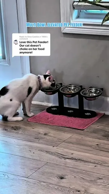 Replying to @Oreo Cookies n’ Milk elevated Pet Feeder muiltple Bowls cat has Options! #cat #catsoftiktok #catlover #cats  #cattok 