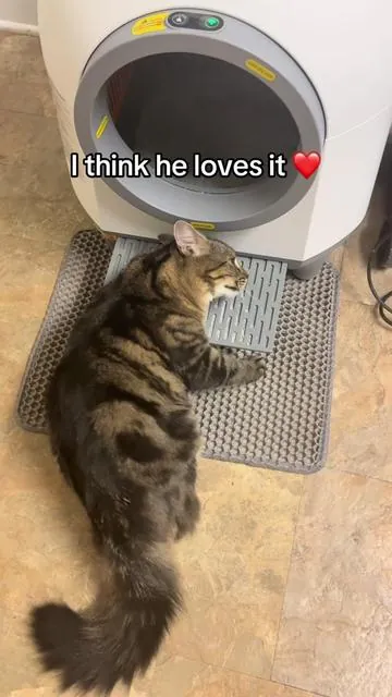#catsoftiktok #cat 