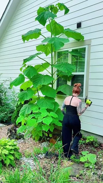 I swear, whatever this thing is, grew 10 feet in a week. It was definitely time to go! This little chainsaw was perfect! @SEESE Store #chainsaw #outdoors #project #garden #dealsforyoudays 