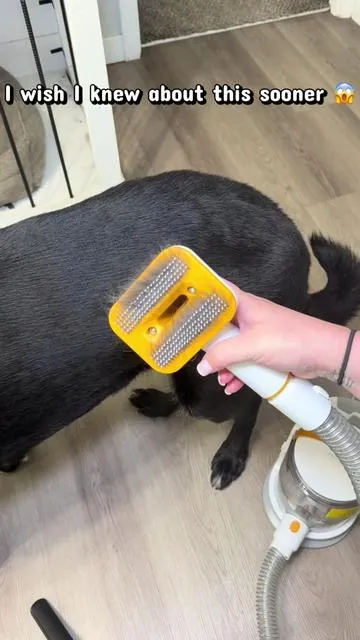 I’ll be vaccuming my dog until further notice. 🐶 🤩 the kit comes with multiple different attachments, including the brush as well as a grooming/shaving tool!  I will not miss all the clumps of hair all over my house 🤣 #doggrooming #dogshedding #doghair #doghairremoval #doglover 