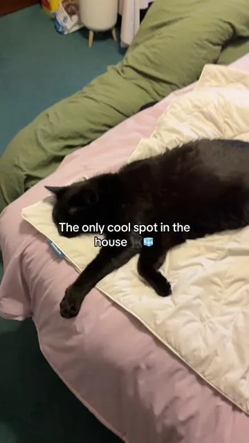 Cooling blanket for pets #coolingblanket #petfinds #catlover #dealsforyoudays 