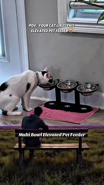 Elevated Pet Feeder with Multiple Bowls Great for Cats and Small dogs #Meme #MemeCut #cats #catsoftiktok #cat 