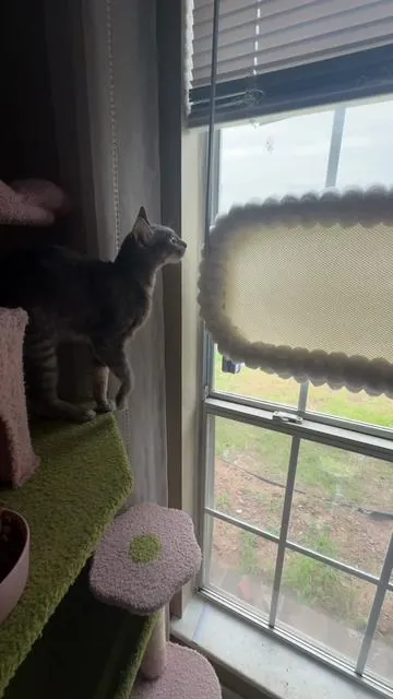 She’s okay she’s just so inpatient😖 #cat #funny #cathammock #windowhammock #dealsforyoudays 