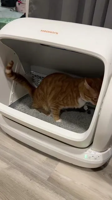 Self cleaning litter box 🐈 #tiktokshopcreatorpicks #dealsforyoudays #selfcleaninglitterbox #summeressentials #litterbox 