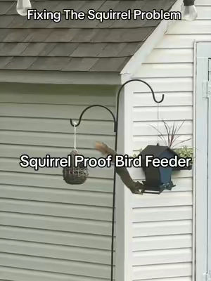 Finally the birds can eat without the squirrels taking over 👏🏼🐦🤍 #squirrelproofbirdfeeder #birdtok #birdfeeder #birdfeeding #birdwatching 