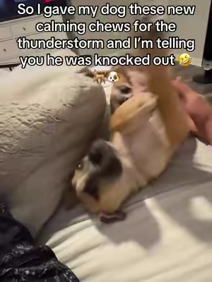 So I tried these native pet calming chews for my dog since he is scared of thunderstorms and loud noises and omg do these things really work! He was out like a light and didn’t even flinch from the thunder. Highly recommend native pet to all dog owners out there! They are the best! #nativepet #tiktokpets #furbaby #dogmom #puppy 