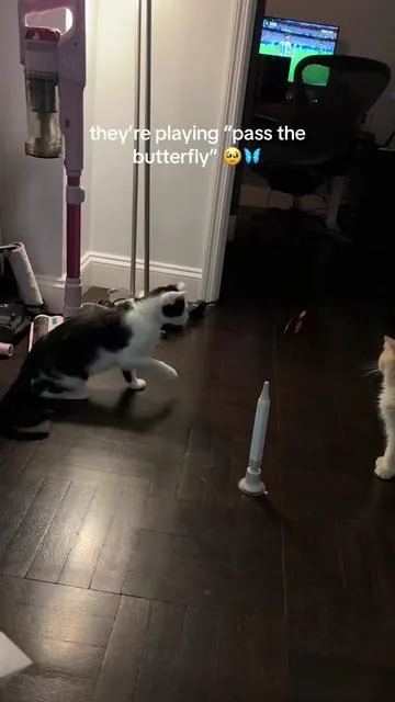 they bonded so much over this toy it was adorable. it’s so cheap rn and so worth it, new fav toy