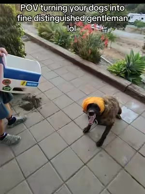 The orange is hilarious 😂 #dogs #funnydog #dealsforyoudays #dogowner #dogmom 