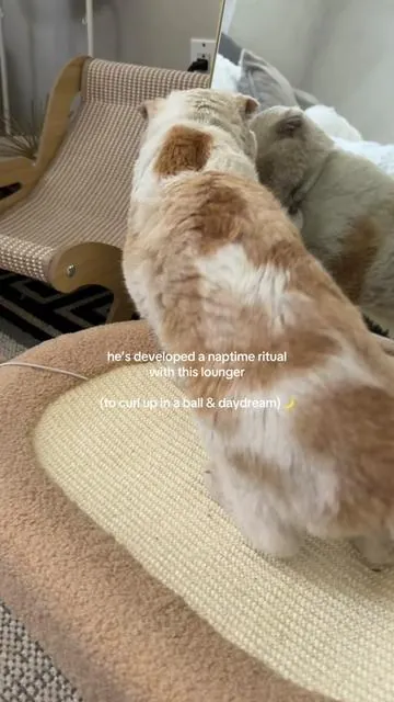 curls like a lil cinnamon bun for this #catsoftiktok #cattok #dealsforyoudays #summerwins 