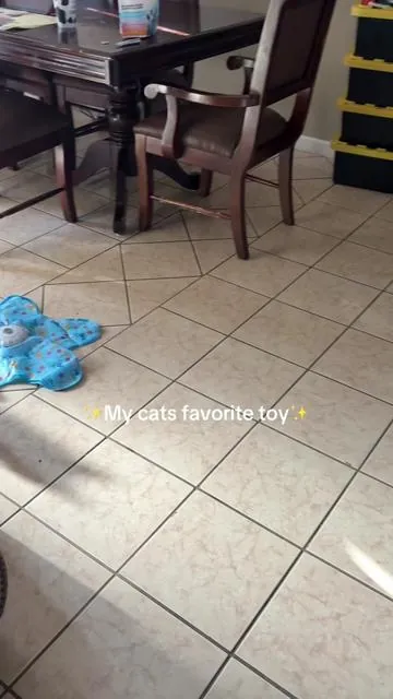She is so impatient I tried to give her a break bc she’s been playing all day then she starts crying 😿 #cattoy #cat #cattoyrecommendations #toy #catsoftiktok 
