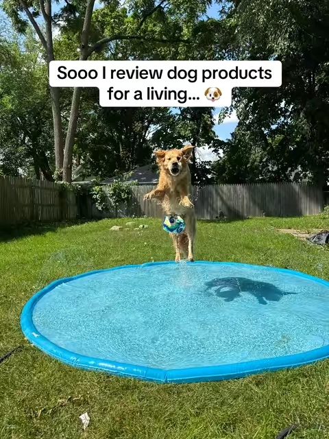 My dog is actually obsessed!  #dogsplashpad #dogpool #dogparents #splashpad #kiddiepool 