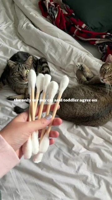 Apparently 6 Q-tips was not enough for two cats and a toddler ##cat##cattoys##toddler