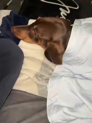 Pet cooling blanket #dogcoolingblanket #bedsurecoolingblanket #coolingblanket #dachshundpuppy #coldblanket 