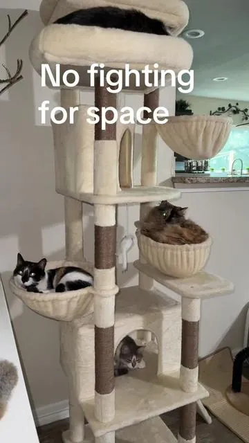 When multiple cats actually choose the same cat tree, you know it’s a winner. Plenty of room to climb, scratch, nap, and watch the world from above—without everyone competing for one spot. @Deskat #catmom #cattree #cattower #catlover #catsoftiktok