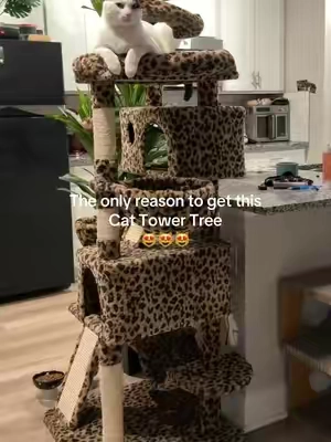 #cattok #cattower #cattree 
