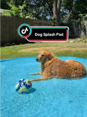 I think these should be more expensive lol  #dogsplashpad #splashpad #dogpool #dogaccessories #dogparents 
