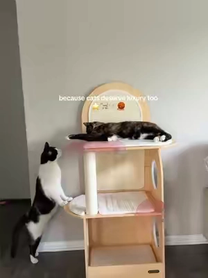 when you finally find cat towers that aren’t green and ugly ✨ this is our second cat tree upgrade from @PURRLATO and I don’t know who loves it more, me or the cats! So many places to scratch, sleep, and play #fyp #cats #catsoftiktok #cattree #catttower 