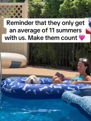 Still summering over here 😎 ☀️ 💦 #dogaccessories #dogsoftiktok #dogpool #dogmom #doglover  