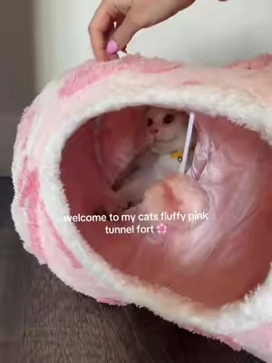 if you’re new here, yes I have only boy cats & yes I buy them everything pink 💖🙋🏼‍♀️ @Lesure Pet #cattok #catsoftiktok #summerwins #tiktokshopcreatorpicks 