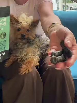 Respuesta a @dayanasanchez4654 Brush Buddies All-Natural + Long Lasting Dental Treats for Extra Small Sized Dogs - 40 Count#summerwins #dealsforyoudays #tiktokshopsummersale  #SummerVibes #petlovers 