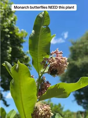 Monarch butterflies need milkweed! #savethemonarchs 