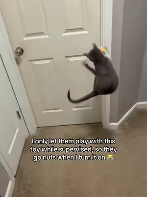 Such a fun cat toy for those wild cats 😹 ‼️ make sure to supervise while they are playing as this is a string toy ‼️ #cats #cattoy #interactivecattoy #catenrichment #catplaying 