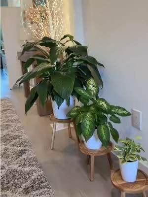3 prácticas bases para plantas , son resistentes puedes poner macetas de 6-12 pulgadas  #plantstand #woodplantstand #plantstool #homedecor #tiktokshopcreatorpicks 