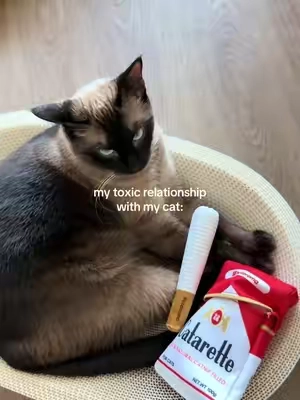 She’s always so indifferent 😭 #catsoftiktok #catnip #catenrichment #cattoy #tiktokshopcreatorpicks 