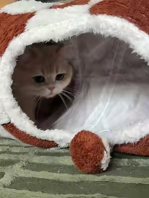 I forgot about this for awhile since it was packed away in such a small package but she loves it still! Immediately went inside and took a nap