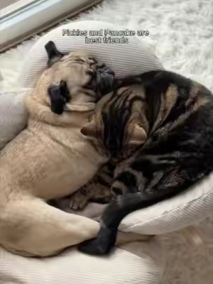 Multi-cat households are full of love... and sometimes a little sibling rivalry. 🐱🐱🐱That's why @puggpickles keeps our Cat Calming Diffuser plugged in to help create a calmer home for the whole crew. Find the Starter Kit now on Amazon. 🧡 #Cat #CatCalming #CatTips #AmazonFinds