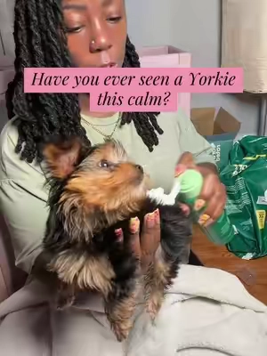 Keep your pup fresh between bath days! 🐶✨ The Earth Rated No-Rinse Dog Shampoo is an easy way to clean and refresh your dog’s coat without the hassle of a full bath. The gentle, waterless foam works on all coat types and leaves behind a light White Tea & Basil scent that’s clean and refreshing. Perfect for puppies, post-walk cleanups, travel, or anytime your furry friend needs a quick refresh. @earthrated  #TikTokShopCreatorPicks #TikTokShop #DogCare #PetGrooming #PuppyEssentials