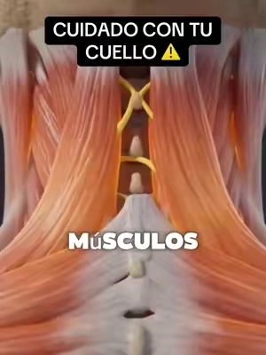 Empieza a cuidar tu cuello…⚠️ #dolordecuello #dolordeespalda #dolorcervical #dolorlumbar  Si te levantas con dolor de cuello espalda o cervical… prueba esta almohada viscoelastica