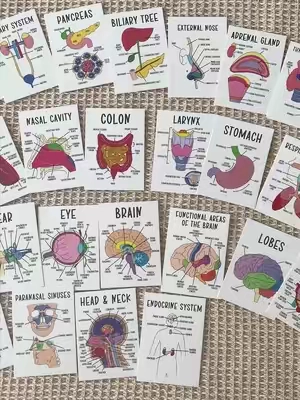 Color-coded human anatomy flash cards for UNDER $3?! These make memorizing muscles, organ's, and body systems SO much easier. If you're in bio, pre-nursing, or just love a good study hack... you need these. Study smarter, not harder! #anatomy #anatomyflashcards #studytok #studywithme #prehealth