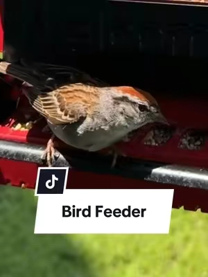 Replying to @RRR my birds seem to love it.  A great bird feeder for our little piece of paradise.  #birdfeeder #birdwatching #squirrelproofbirdfeeder #backyardbirds #tiktokshopcreatorpicks 
