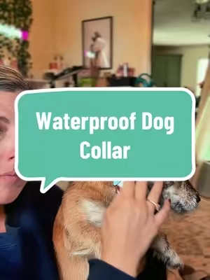 This collar holds up to muddy days, lake days, and every day adventures. Easy to clean AND odor resistant, not to mention absolutely adorable #waterproofcollar #dogcollar #dogaccessories #dogmom #dogtok 