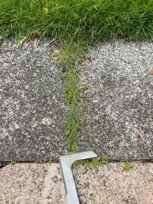 Do you still use butter knife,screwdriver and fire torch for this type grass in crevice? Check this All-in-One Weeding Warrior! Tame your home with ease. 🌿🛠️50% Off Limited Stock! Shop Now ❤️ Rock #GardeningHack #WeedingTool #MustHaveGadget #dealsforyoudays #SummerWins