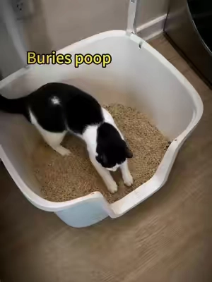 #catlover #catsoftiktok #cattoys #DealsForYouDays #cathealth 