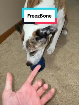 The best way for your dog to end the night #freezbone #dogparents #dogtreat #tiktokshopcreatorpicks 