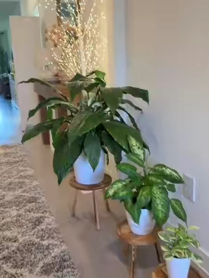 3 bonitas bases para plantas , son resistentes puedes poner macetas de 6-12 pulgadas #plantstand #woodplantstand #plantstool #homedecor #tiktokshopcreatorpicks 