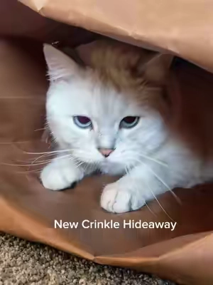 Haha at this large popcorn crinkle bags for cats. I mean yes. They like shopping bags too but this is pretty cute, one cat hides in it and one cat shreds it. So win.  #catsoftiktok #popcornbag #cattoys #cattok 