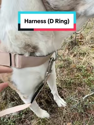 I love this attachment! #dogwalks #dogharness #dogfriendlyco 
