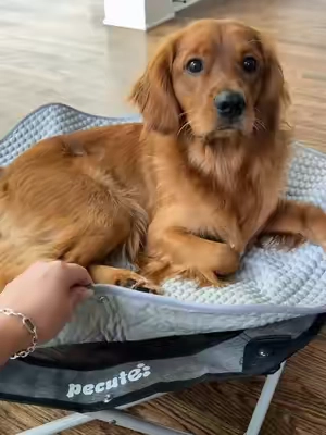 your dog called they want this elevated cooling dog bed 🐾🧊 @Pecute Official  #coolingmat #dogcoolingmat #elevateddogbed 