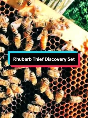 I can't stop recommending this one because it's unlike anything else in my collection. Fresh rhubarb, wild greenery, and pure storybook magic. If you're looking for a signature scent that stands out, start with @HereticParfum’s Rhubarb Thief Discovery Set #hereticparfum #perfumetiktok #perfumetok #rhubarbthief #summerscents 