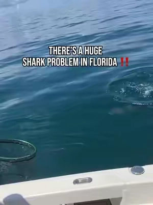We Have a Shark Problem 😳 