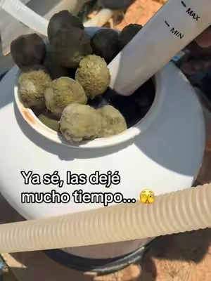 ¡La mejor compra para mi piscina! 💦 Adiós a los bultos pesados de arena.  Estas bolas de filtro VEVOR atrapan toda la mugre, son ultra ligeras y además reusables (las lavas en su bolsita).  #poolfilterballs #mantenimientodepiscina #vevor #limpiezadepiscina #carritonaranja 
