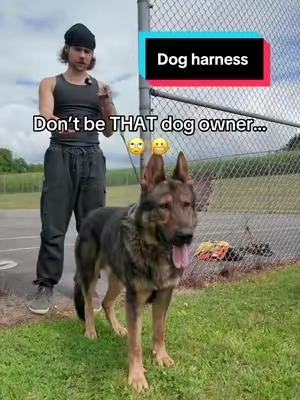 You don’t have to dread walks with your dog #dog #DogTraining #wearedogfriendlyco